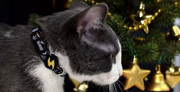 DASHI Coleira Gato Spark - Image 2