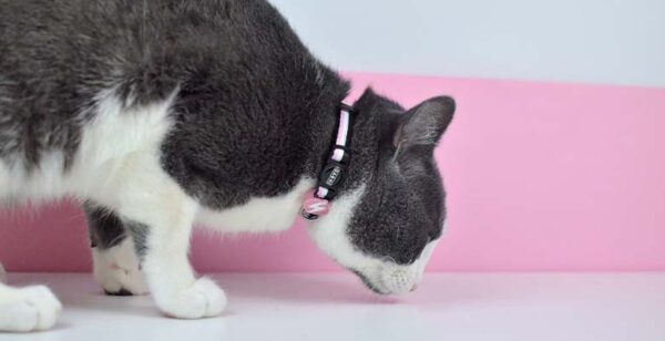 DASHI Stripes Coleira Gato Pink &Black - Image 2