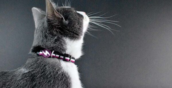 DASHI Stripes Coleira Gato Purple & Black - Image 2