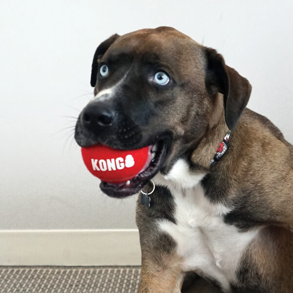 KONG Signature Sport Balls - Image 6