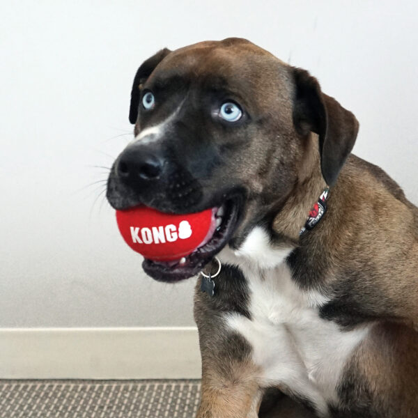 KONG Signature Sport Balls - Image 6