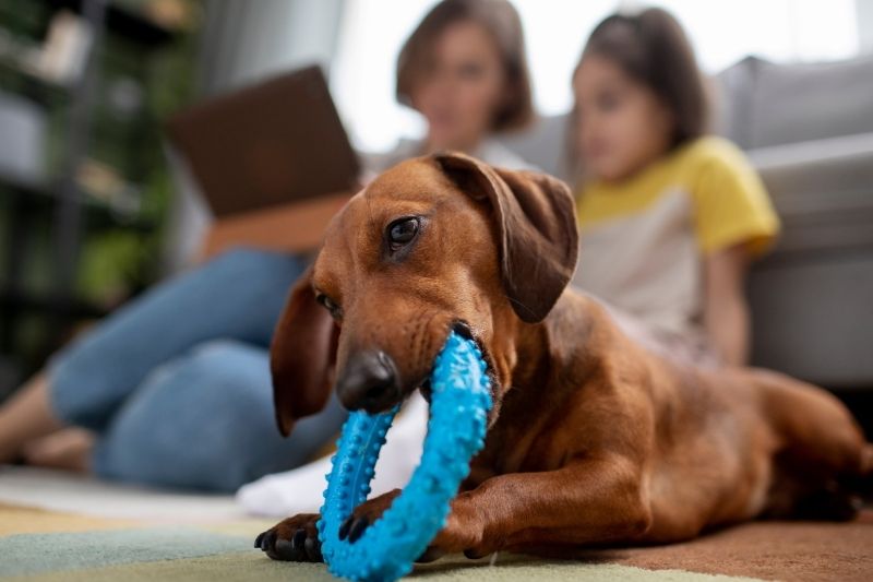 Brinquedos, camas e muito mais: o que o seu pet precisa para ser feliz