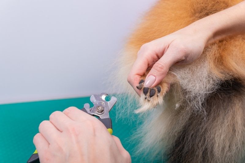 Saúde e mobilidade: o papel do corte de unhas nos cães