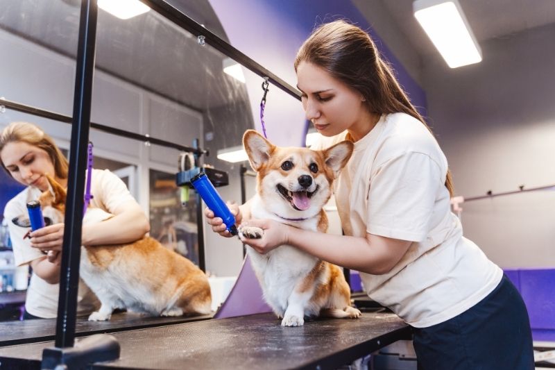 Transforme a ida ao petshop numa experiência agradável